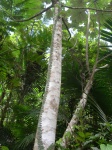 climbing up the tree.JPG